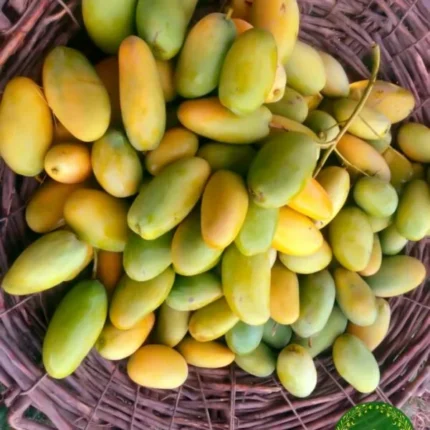 <span style="color: #007d02;">Dusehri Mango<br></span><span style="color: #000000;"> 5 & 8 KG</span>