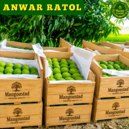 <span style="color: #007d02;">Anwar Ratol  Gift Boxes<br></span><span style="color: #000000;"> 10 KG</span>